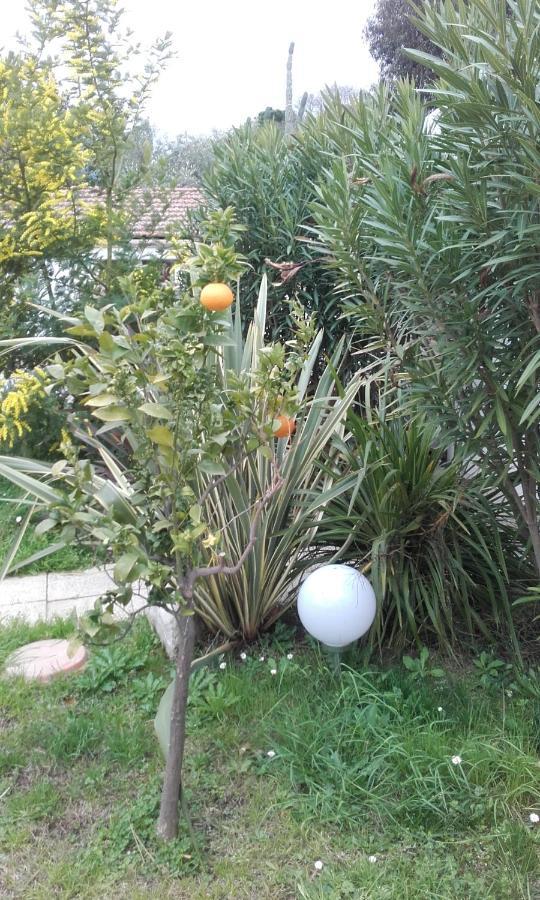 Hotel Clair Logis Argelès-sur-Mer Kültér fotó